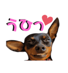 名犬サクちゃん5（個別スタンプ：11）
