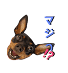 名犬サクちゃん5（個別スタンプ：12）