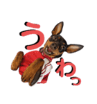 名犬サクちゃん5（個別スタンプ：13）