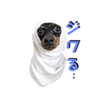 名犬サクちゃん5（個別スタンプ：14）