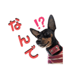 名犬サクちゃん5（個別スタンプ：15）