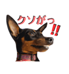 名犬サクちゃん5（個別スタンプ：16）