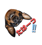 名犬サクちゃん5（個別スタンプ：17）