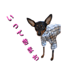 名犬サクちゃん5（個別スタンプ：19）