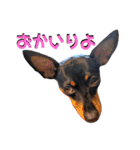 名犬サクちゃん5（個別スタンプ：20）