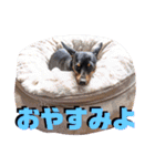 名犬サクちゃん5（個別スタンプ：21）