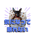 名犬サクちゃん5（個別スタンプ：22）
