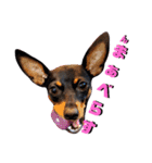 名犬サクちゃん5（個別スタンプ：25）