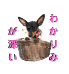 名犬サクちゃん5（個別スタンプ：26）