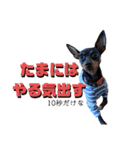 名犬サクちゃん5（個別スタンプ：30）