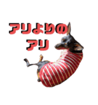 名犬サクちゃん5（個別スタンプ：33）