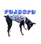 名犬サクちゃん5（個別スタンプ：34）