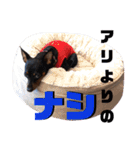名犬サクちゃん5（個別スタンプ：36）