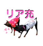 名犬サクちゃん5（個別スタンプ：37）