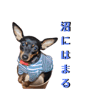 名犬サクちゃん5（個別スタンプ：38）