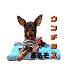 名犬サクちゃん5（個別スタンプ：39）