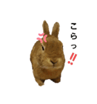 うさぎのモカちゃんスタンプPart9（個別スタンプ：1）