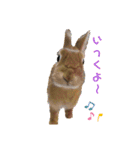 うさぎのモカちゃんスタンプPart9（個別スタンプ：4）