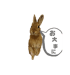 うさぎのモカちゃんスタンプPart9（個別スタンプ：7）