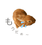 うさぎのモカちゃんスタンプPart9（個別スタンプ：8）