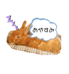 うさぎのモカちゃんスタンプPart9（個別スタンプ：12）