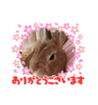 うさぎのモカちゃんスタンプPart9（個別スタンプ：15）