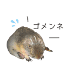 リチャードソンジリス ムク vol.01（個別スタンプ：3）