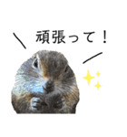 リチャードソンジリス ムク vol.01（個別スタンプ：22）