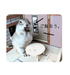リチャードソンジリス ムク vol.01（個別スタンプ：32）