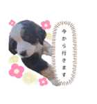 Rくん（バーニーズオッドアイ）（個別スタンプ：1）