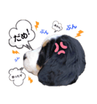 Rくん（バーニーズオッドアイ）（個別スタンプ：3）