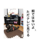 てつじスタンプ ③（個別スタンプ：2）