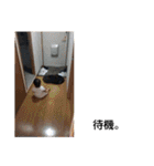 てつじスタンプ ③（個別スタンプ：11）