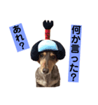 ミニチュアダックス りん物語のんびり編（個別スタンプ：1）