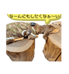 ミニチュアダックス りん物語のんびり編（個別スタンプ：3）