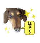 ミニチュアダックス りん物語のんびり編（個別スタンプ：4）