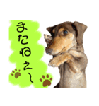 ミニチュアダックス りん物語のんびり編（個別スタンプ：5）