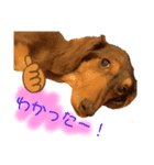ミニチュアダックス りん物語のんびり編（個別スタンプ：6）
