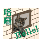 キジトラ 猫 日本語・英語・台湾語（個別スタンプ：3）