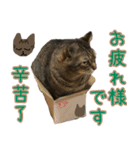 キジトラ 猫 日本語・英語・台湾語（個別スタンプ：5）