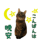 キジトラ 猫 日本語・英語・台湾語（個別スタンプ：8）