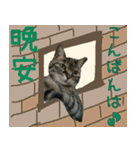 キジトラ 猫 日本語・英語・台湾語（個別スタンプ：9）