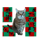 キジトラ 猫 日本語・英語・台湾語（個別スタンプ：15）