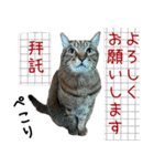 キジトラ 猫 日本語・英語・台湾語（個別スタンプ：16）