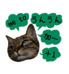 キジトラ 猫 日本語・英語・台湾語（個別スタンプ：22）