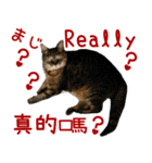 キジトラ 猫 日本語・英語・台湾語（個別スタンプ：23）