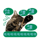 キジトラ 猫 日本語・英語・台湾語（個別スタンプ：24）