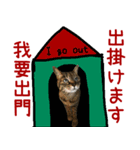 キジトラ 猫 日本語・英語・台湾語（個別スタンプ：28）