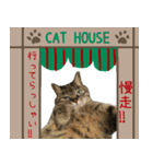 キジトラ 猫 日本語・英語・台湾語（個別スタンプ：29）