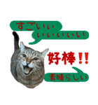 キジトラ 猫 日本語・英語・台湾語（個別スタンプ：36）